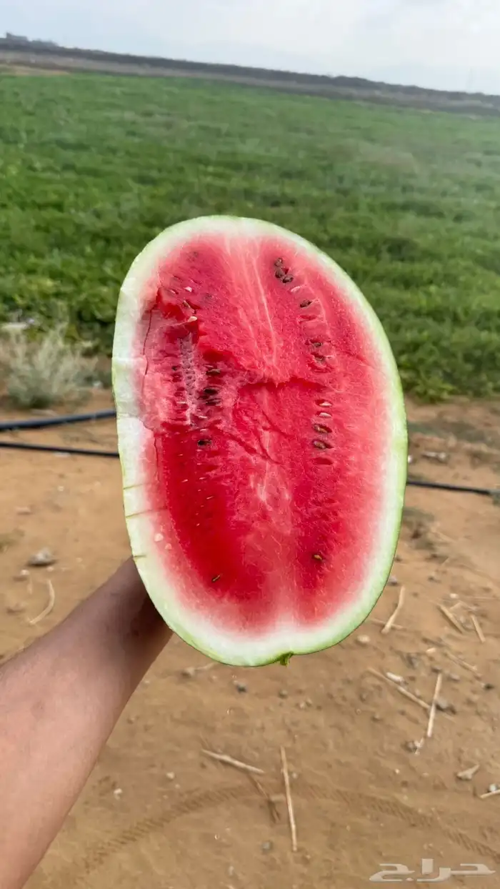 حبحب او بطيخ 0