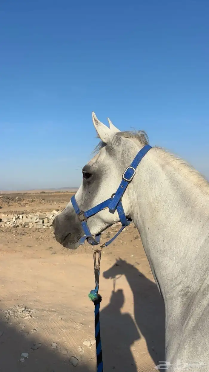 عرض فرس للبيع 4 في واحد 2