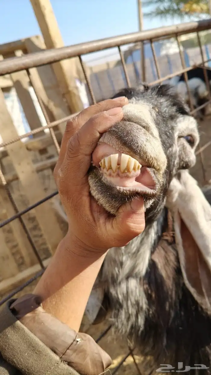 سلام عليكم ورحمة الله وبركاته 0