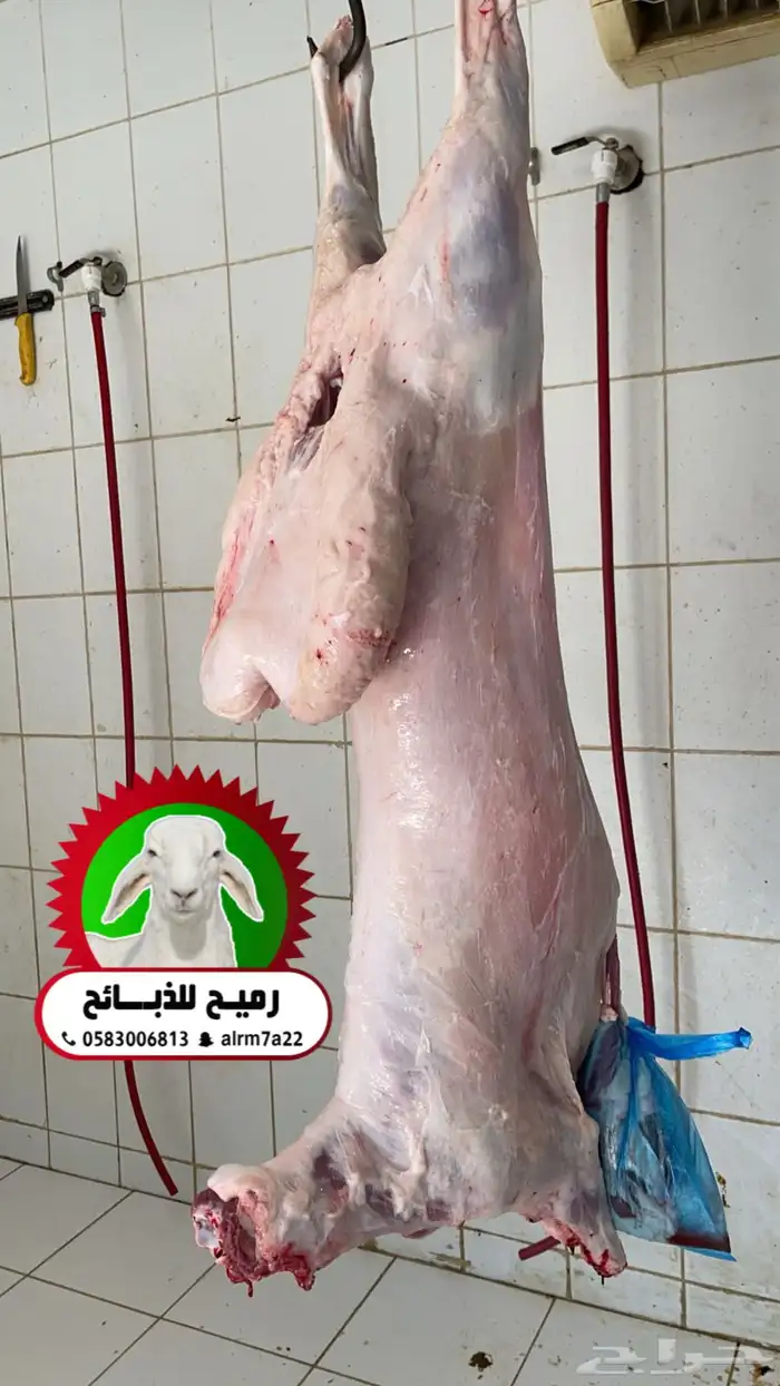 رميح للذبايح.. نحرص على اجود انواع الذبايح 5
