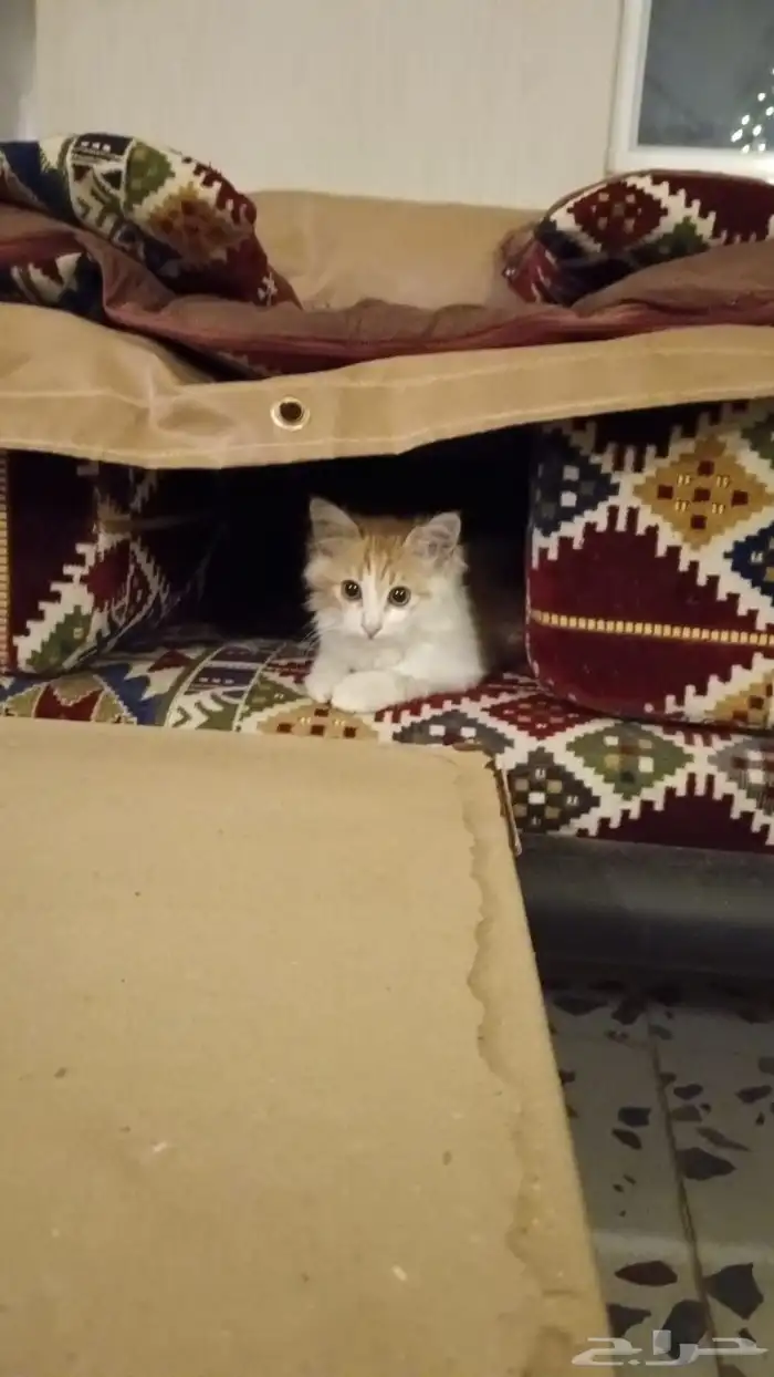 قطط للتبني 0