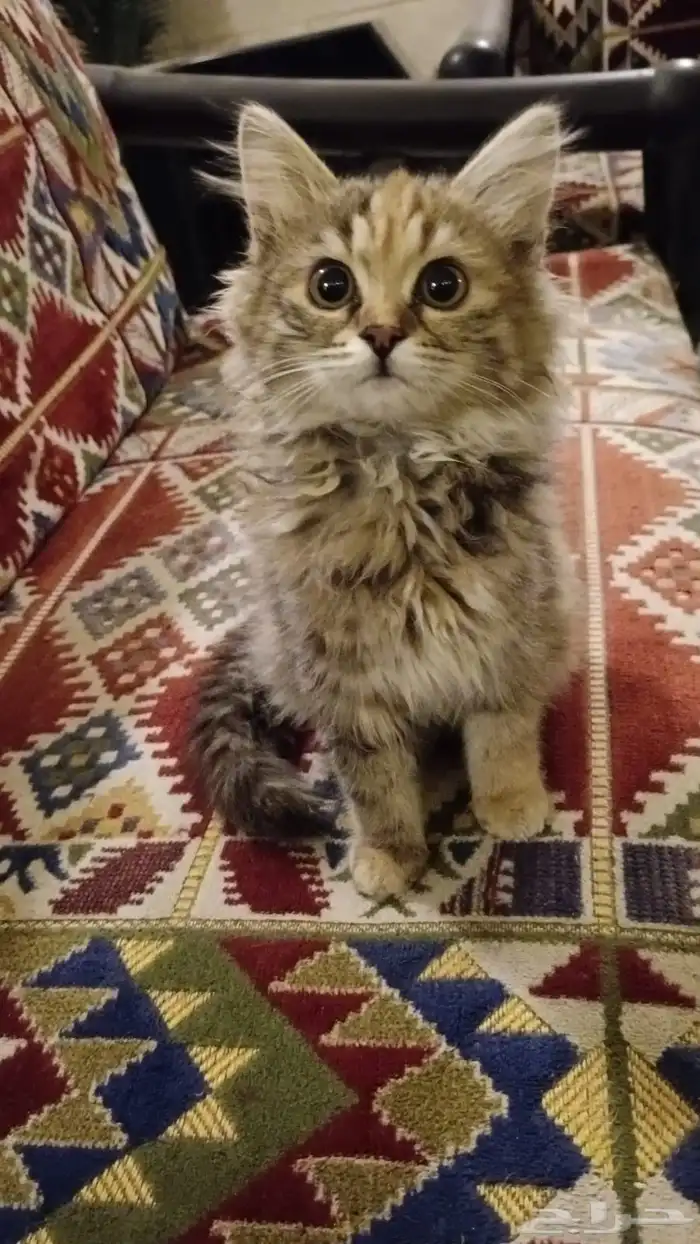 قطط للتبني 1