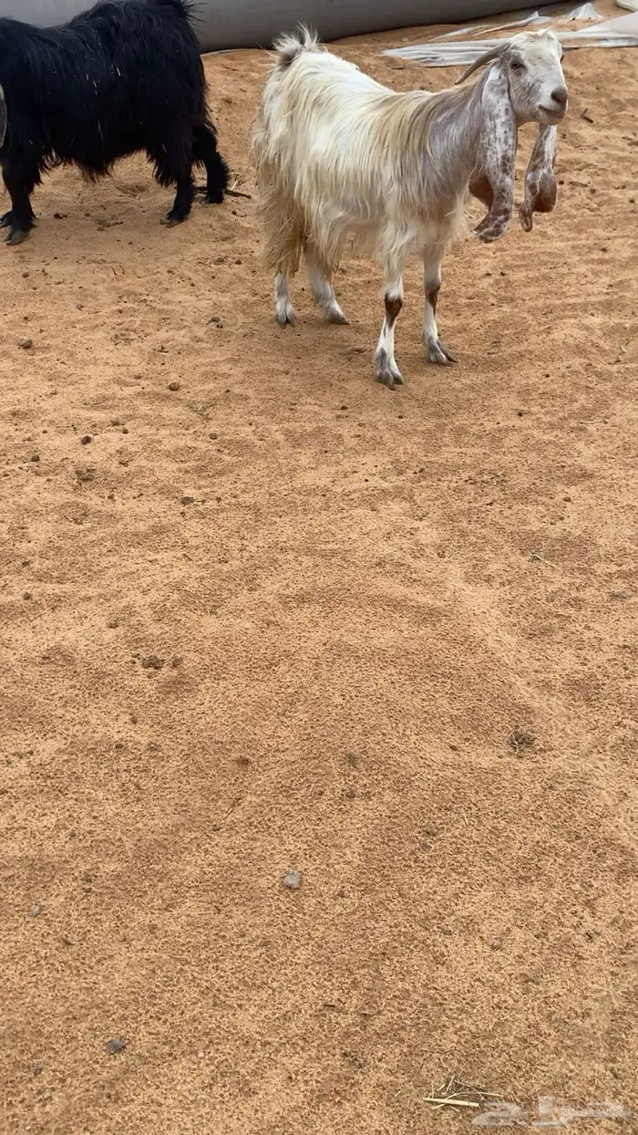 معزاء ولد و دفيع قريب 0