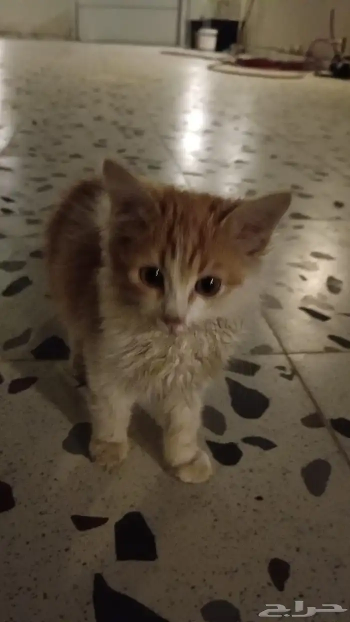 قطط للتبني 8