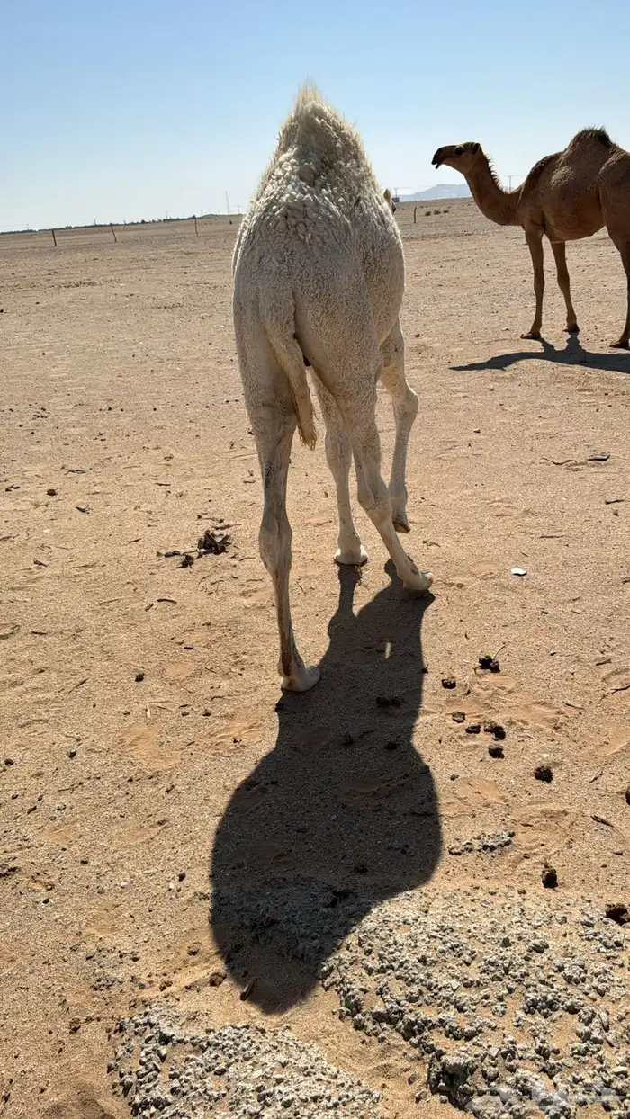 قعود للبيع 1