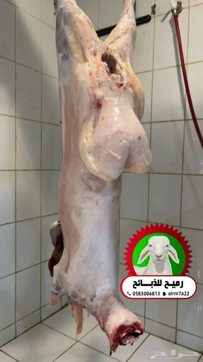 رميح للذبايح.. نحرص على اجود انواع الذبايح 2