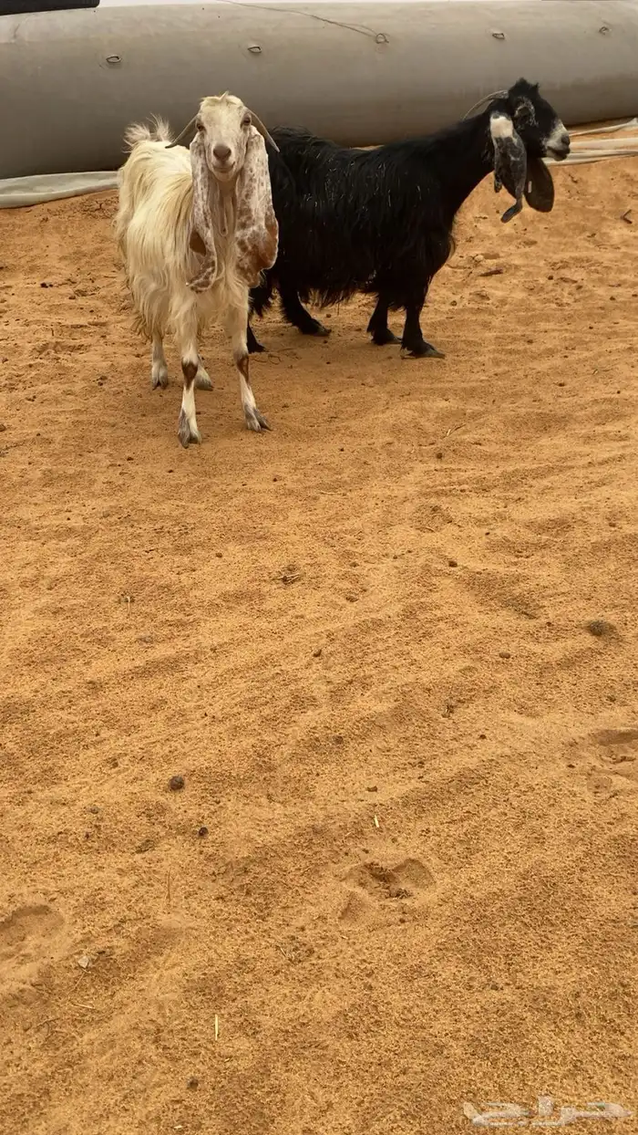 معزاء ولد و دفيع قريب 3