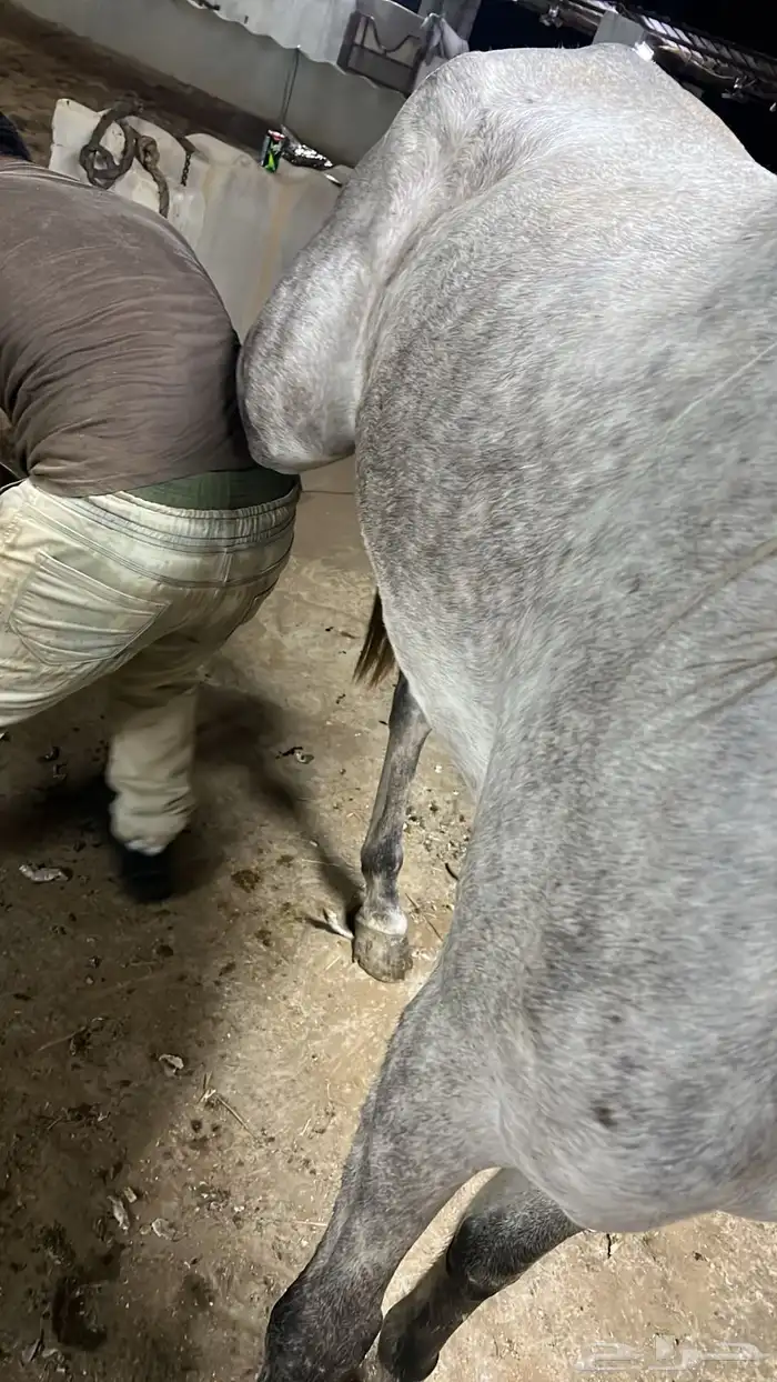 خيل فرس عمرها 3 سنوات 6