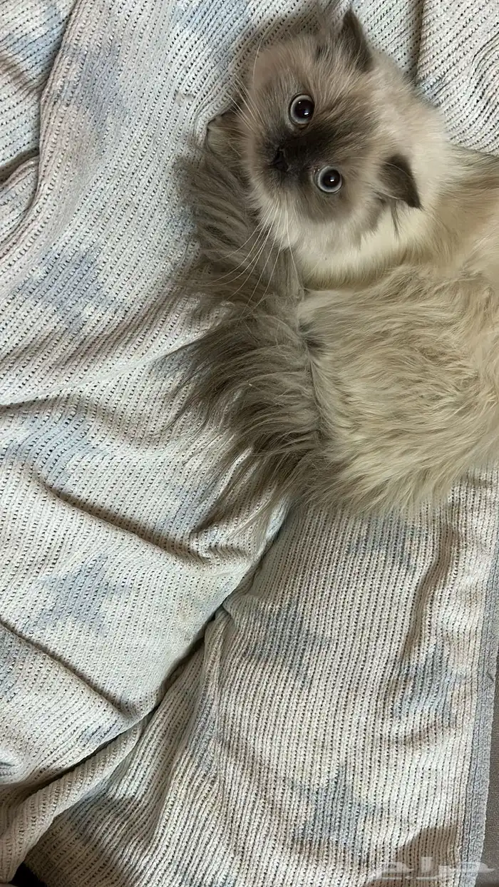 قطه هملايا للتبني 0