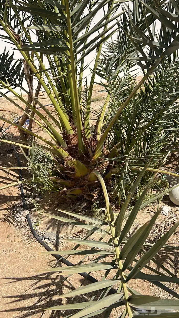 جميع أنواع النخيل 2