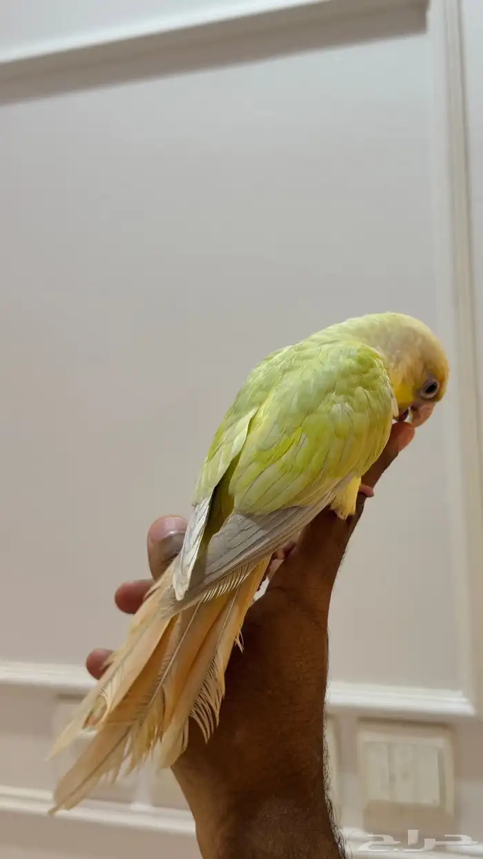 كنيور مون شيك ( هدد خارجي ) 7