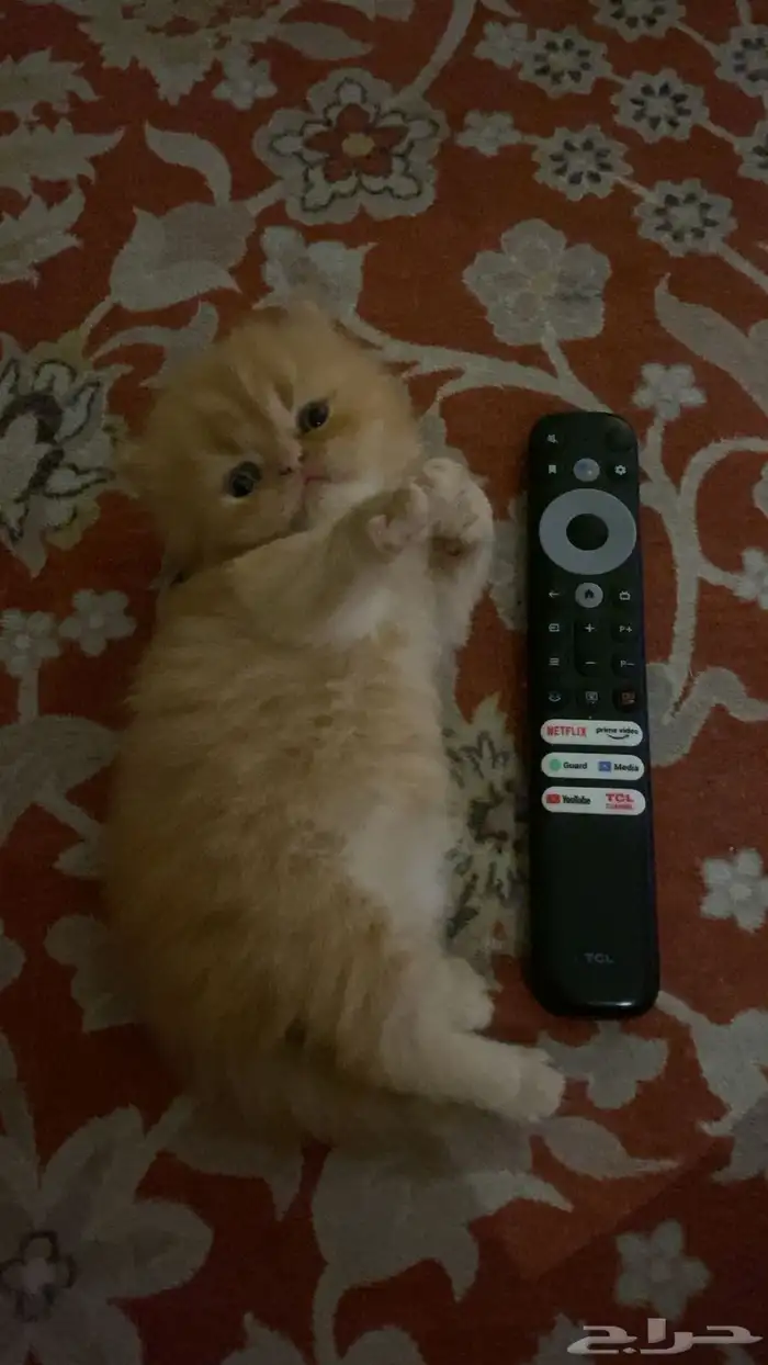 قطط بيكي فيس وهملايا للبيع 0