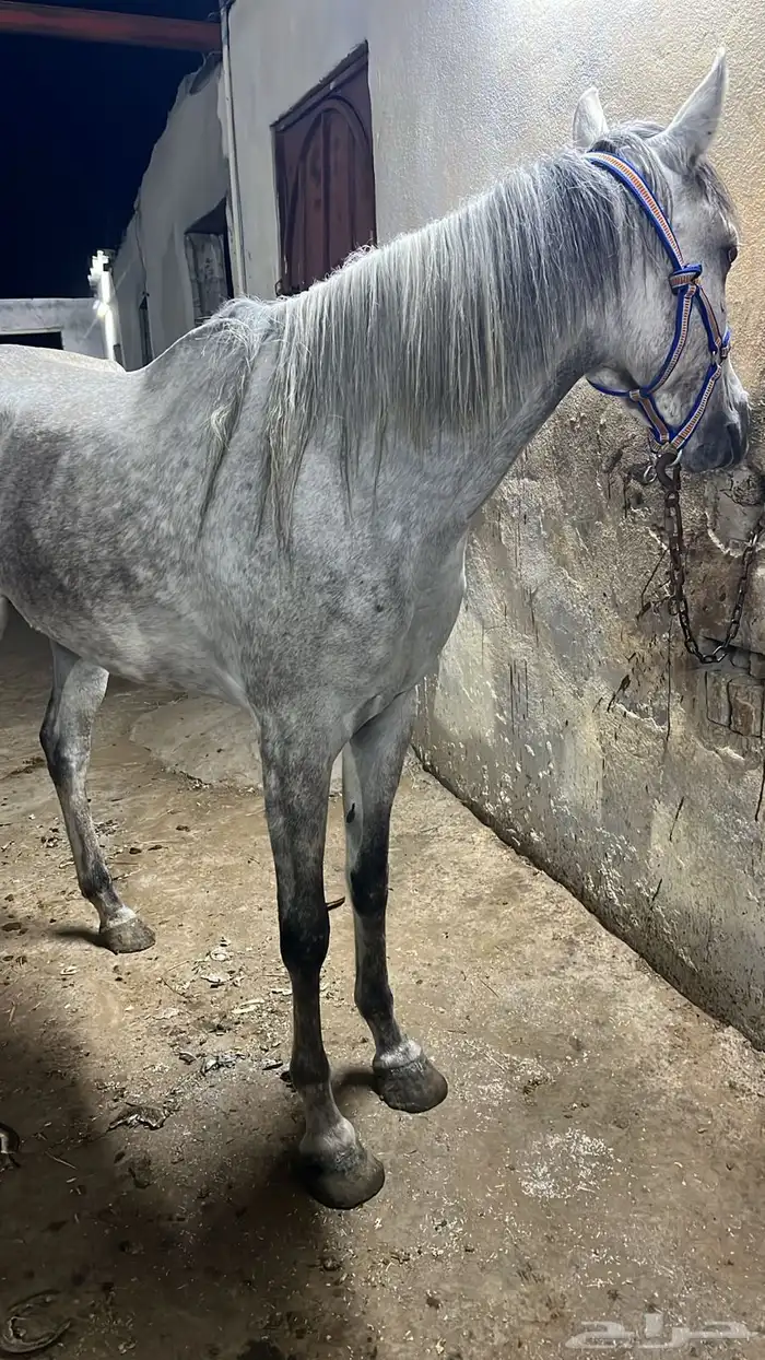 خيل فرس عمرها 3 سنوات 7