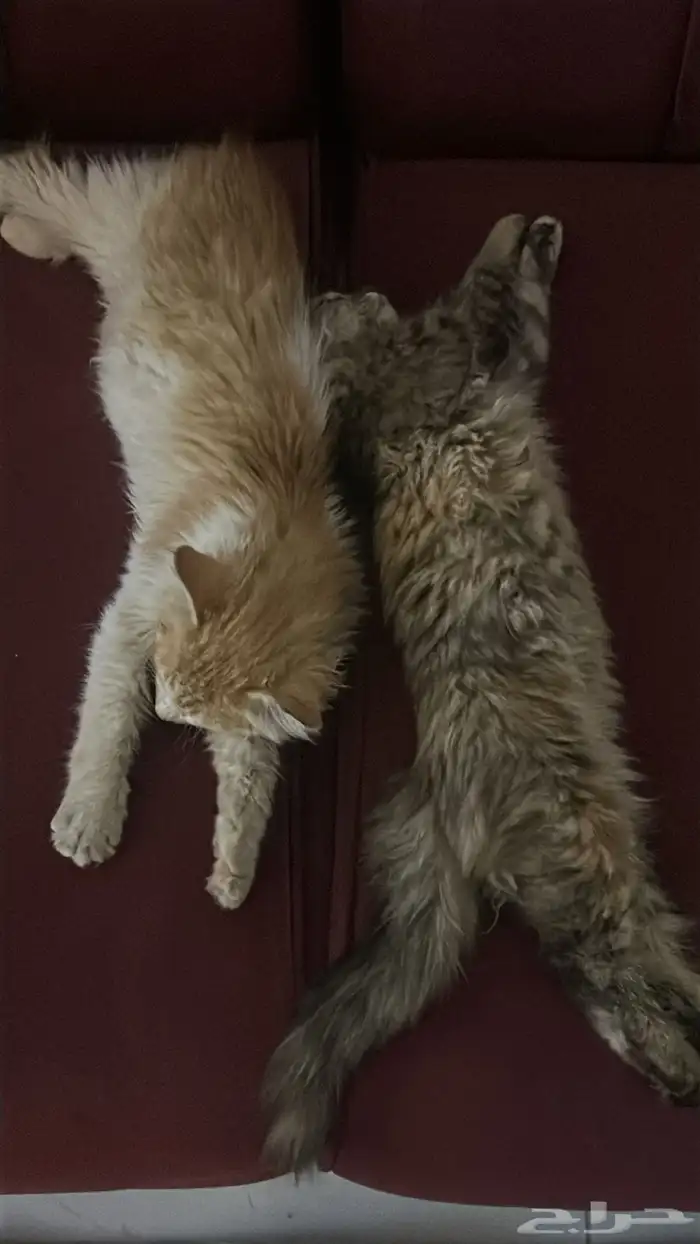 قطط للتبني 2