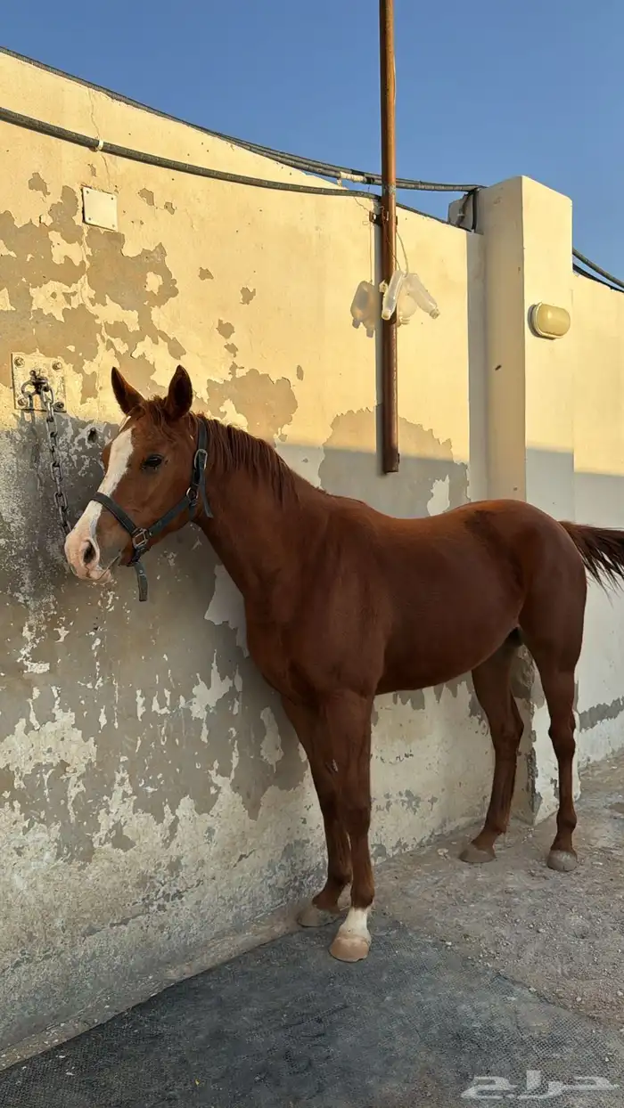 فرس شعبية معسوفة 0