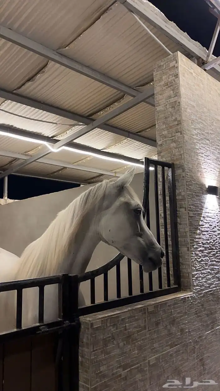 عرض فرس للبيع 4 في واحد 1