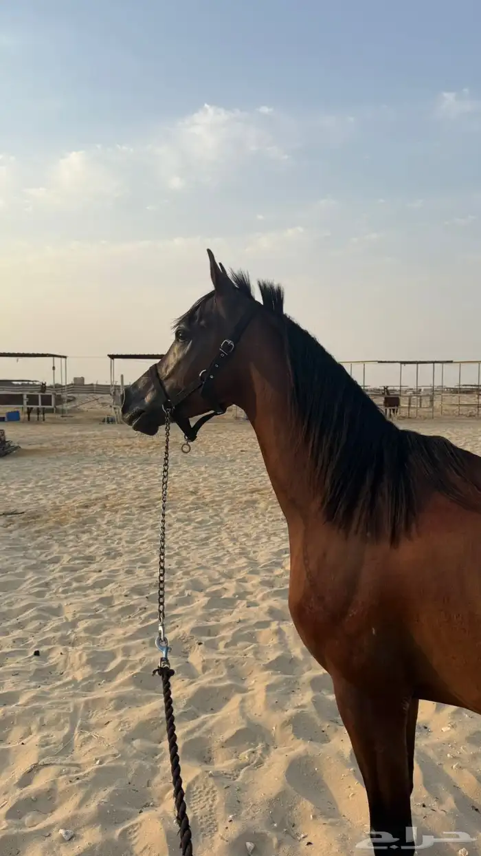 خيل 0