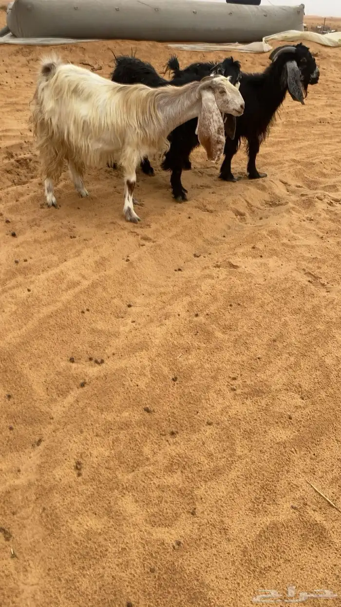 معزاء ولد و دفيع قريب 2