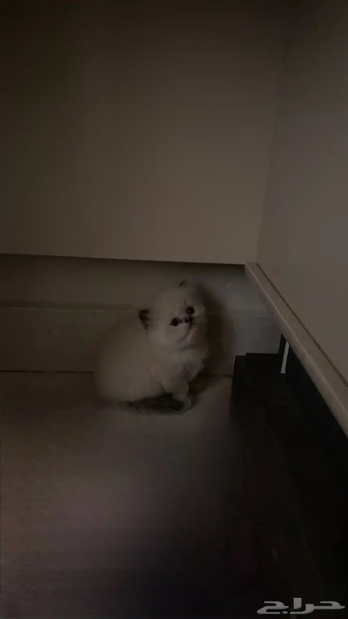 قطط بيكي فيس وهملايا للبيع 1