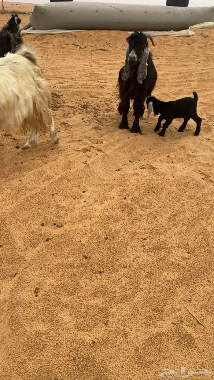 معزاء ولد و دفيع قريب 4