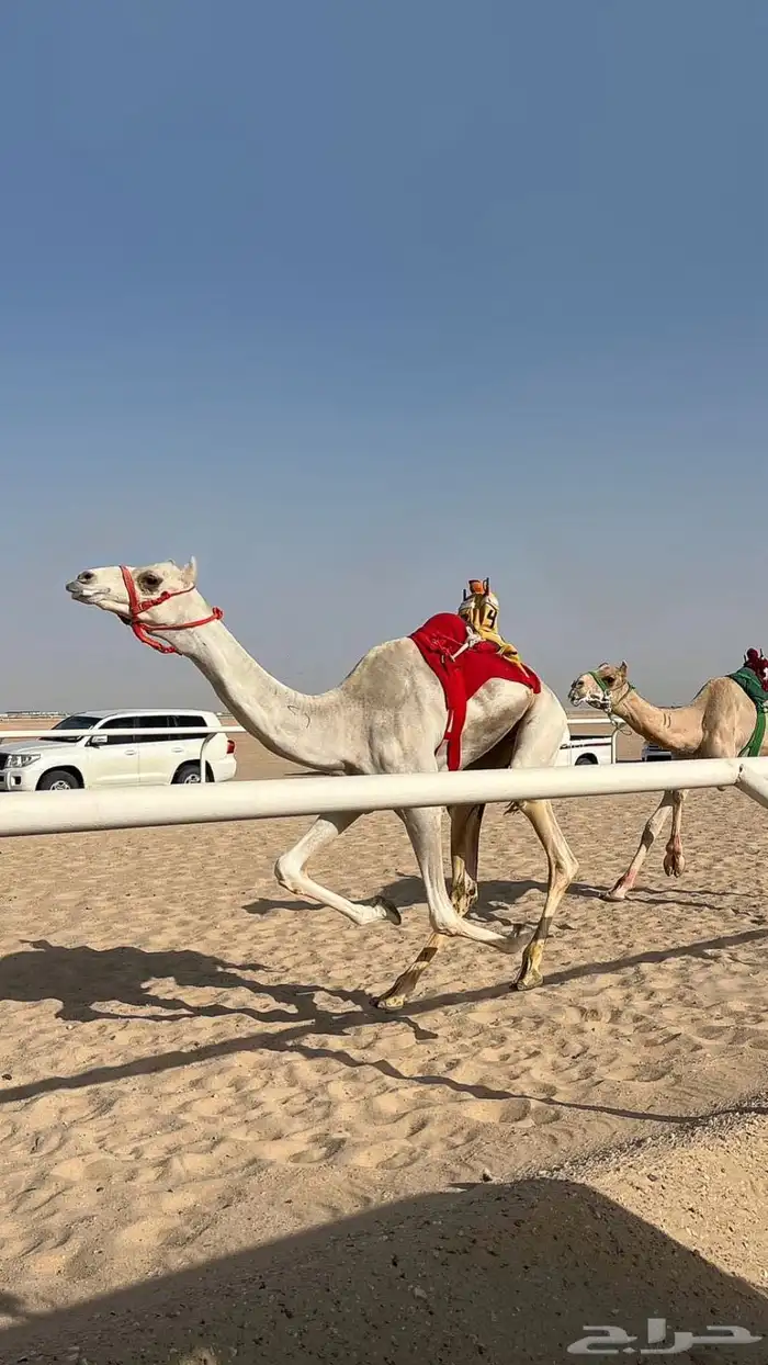 قعود حق سابق بيده عدة مرات ومنافس 2