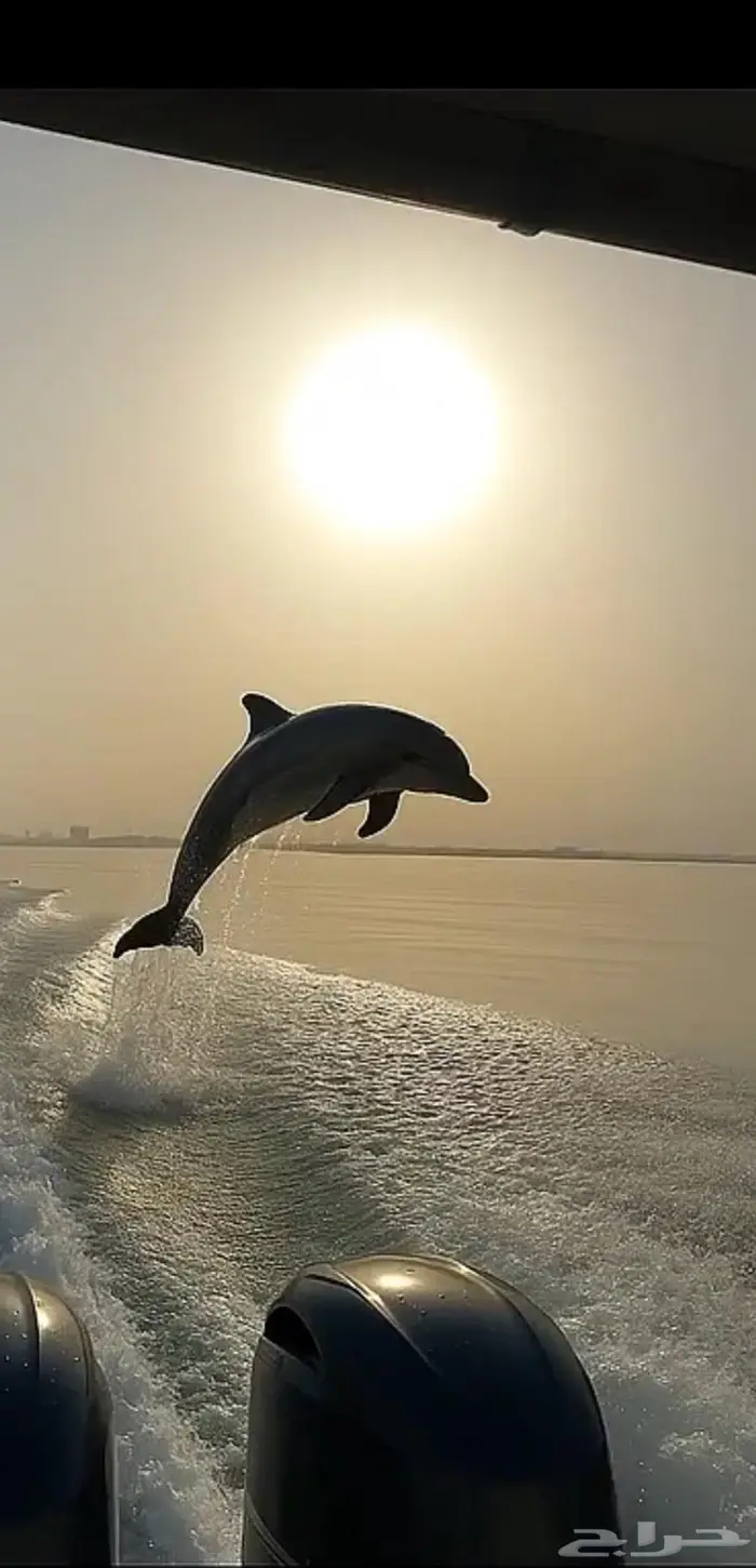 رحلات بحرية جزيرة بياضه 4