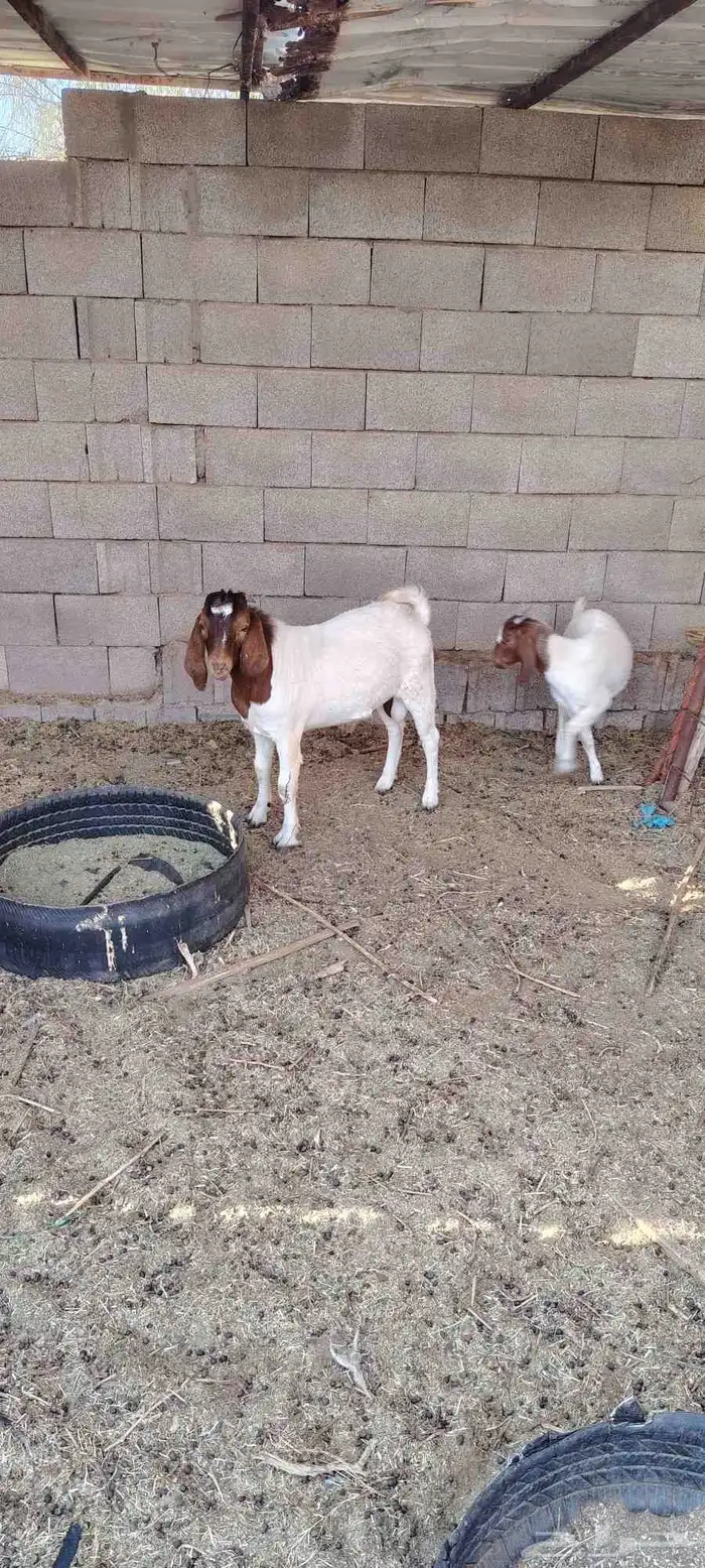 تيس وجفره بورقت 0