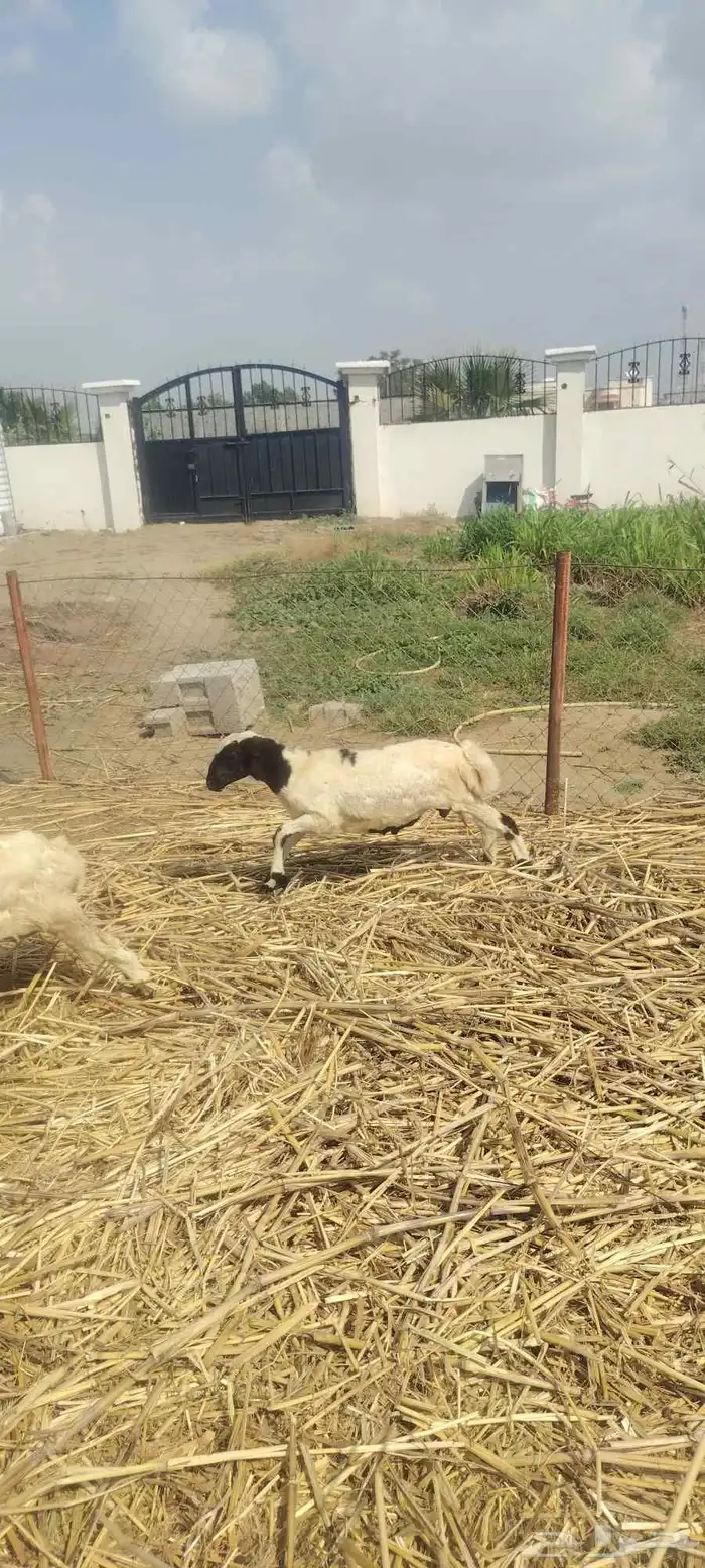 خروف فرير عمره خمسة شهور قرية الماطري 1