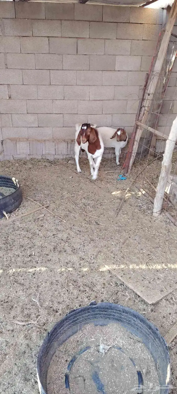 تيس وجفره بورقت 1