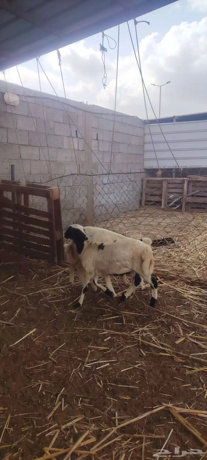 خروف فرير عمره خمسة شهور قرية الماطري 0