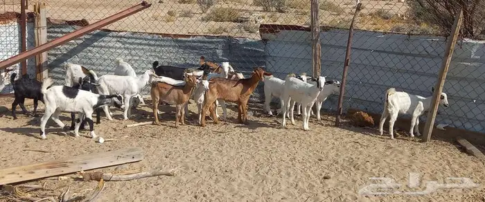 للبيع تيوس وجفرات 3