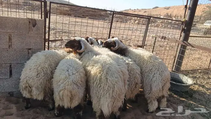 خرفان نعيم للبيع 0