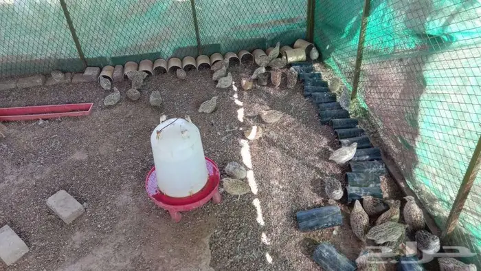 سمان عدد فوق 200 0