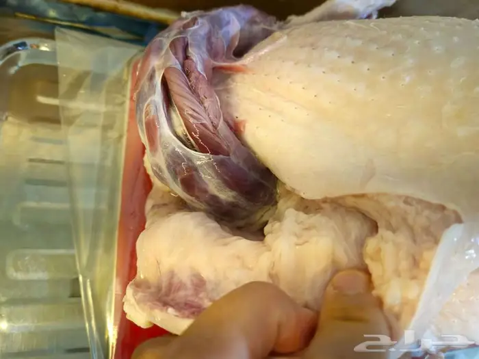 ديك رومي ذبح.عند الطلب 0