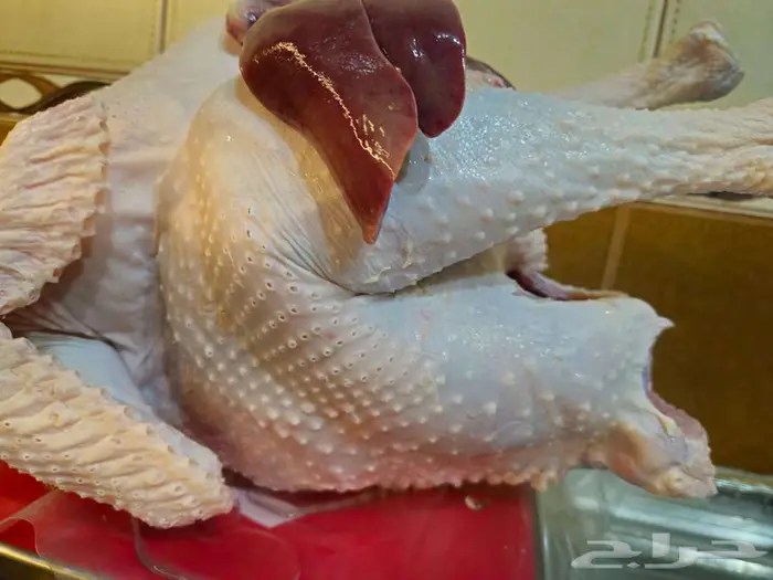 ديك رومي ذبح.عند الطلب 1