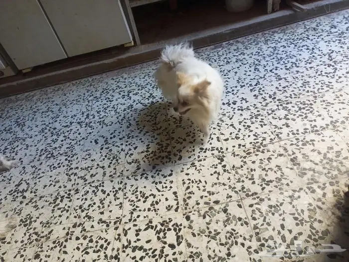 يوجد ذكر بوبرينياللتزاوج 1