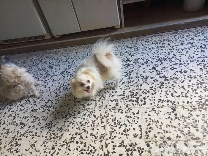 يوجد ذكر بوبرينياللتزاوج 0