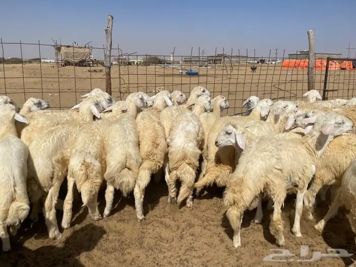 طليان حريه عدد 40 راس 3