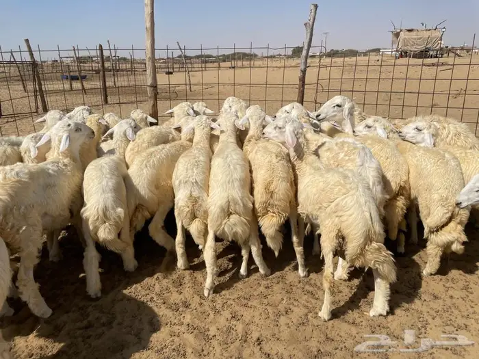 طليان حريه عدد 40 راس 2