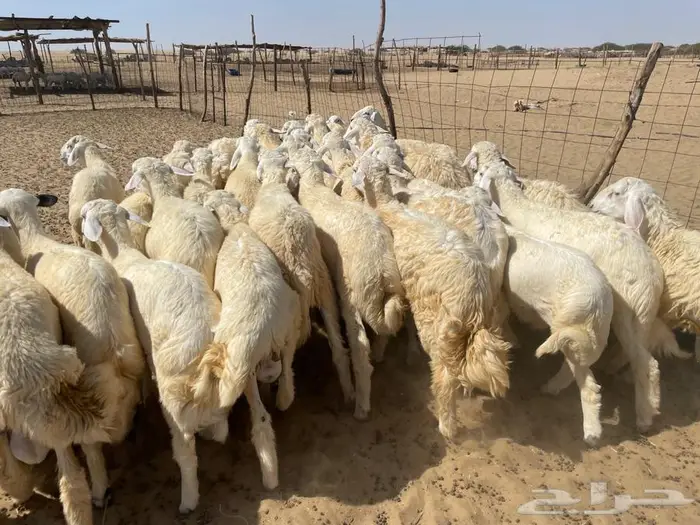 طليان حريه عدد 40 راس 1