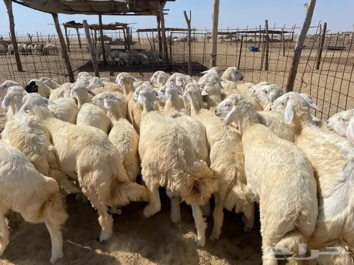 طليان حريه عدد 40 راس 0