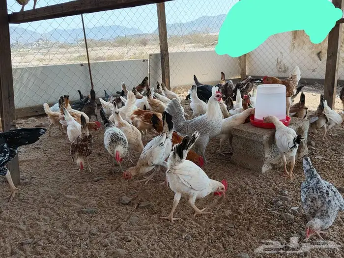 دجاج بلدي 10