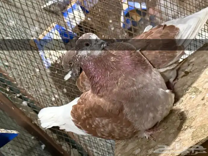 للبيع جوز فرش منتج مكينه تحته بيض ومعه فرخ 1