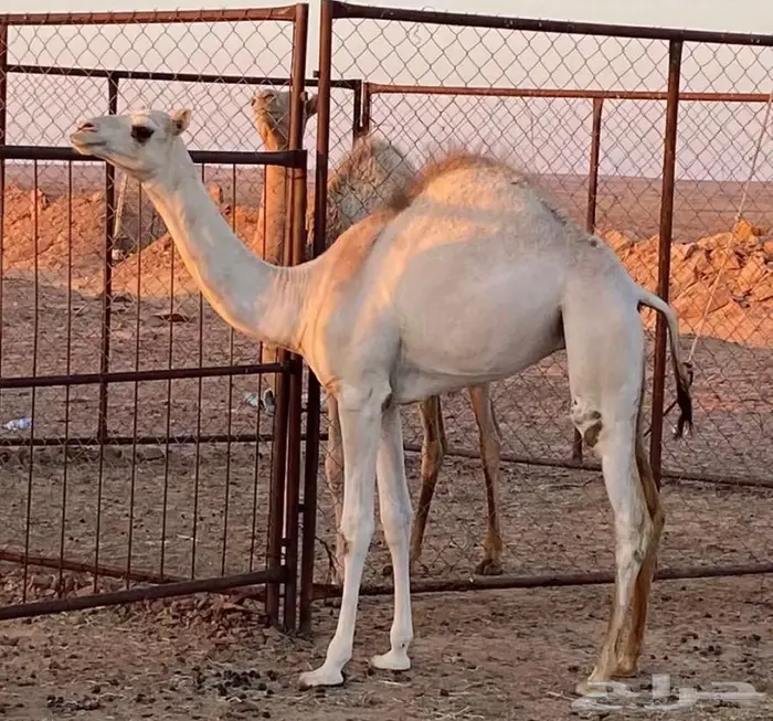 بكره هجن حقه للبيع 1