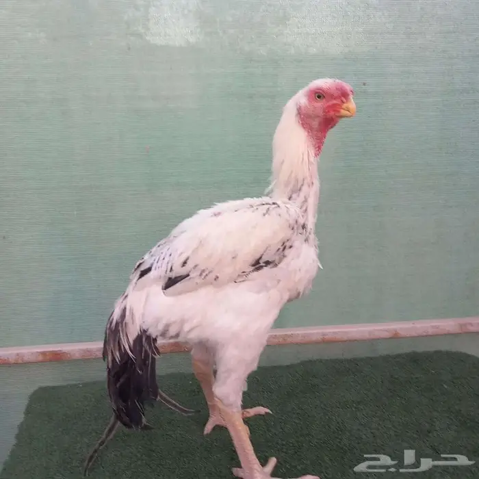 ديك حجازي (فارسي) للبيع 0