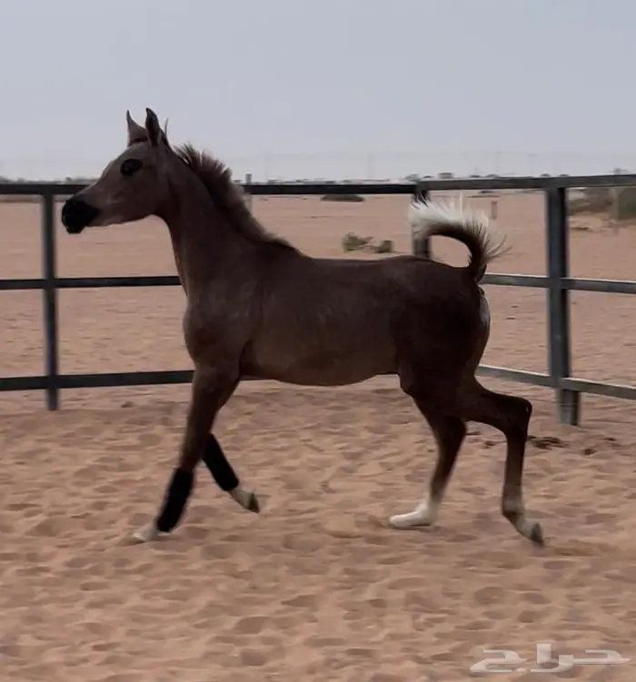 مهره واهو مكس جمال 1