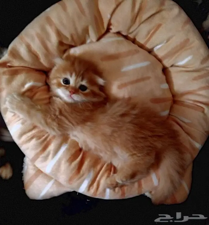 قط سكوتش فولد شيرازي كيتن 3