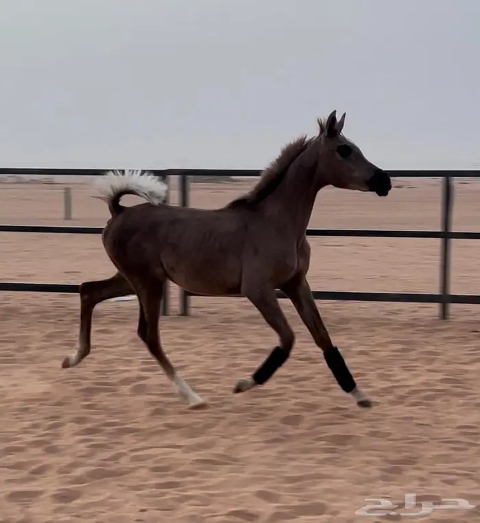 مهره واهو مكس جمال 3