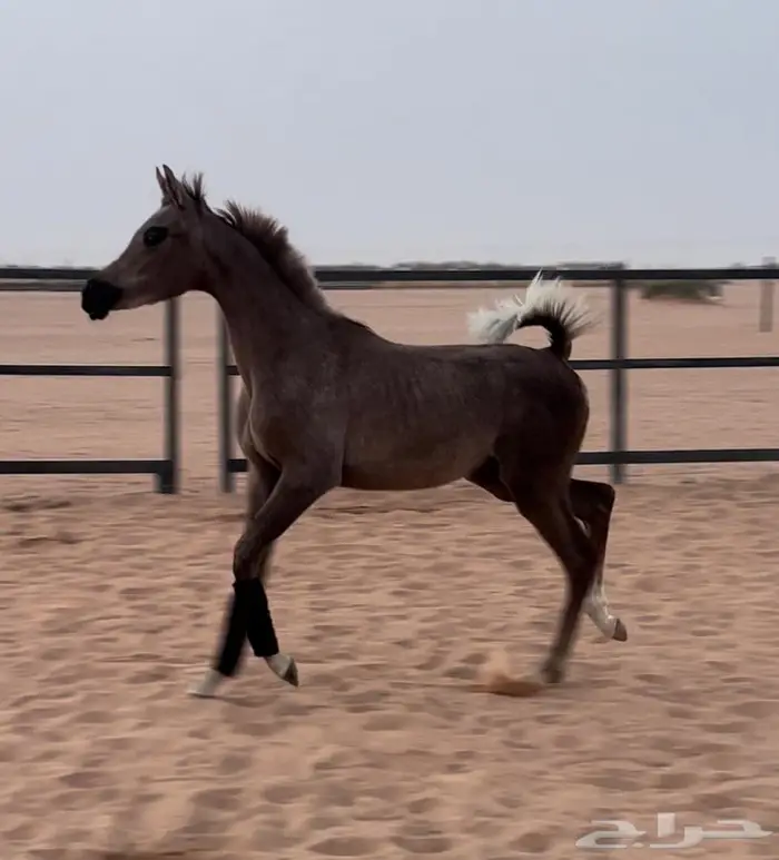 مهره واهو مكس جمال 0