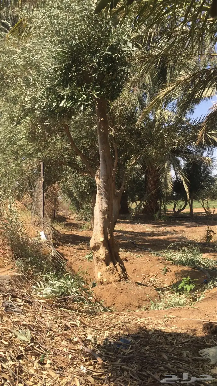 شجر ساق زيتون معمراشجار زيتون ساق معمر 6